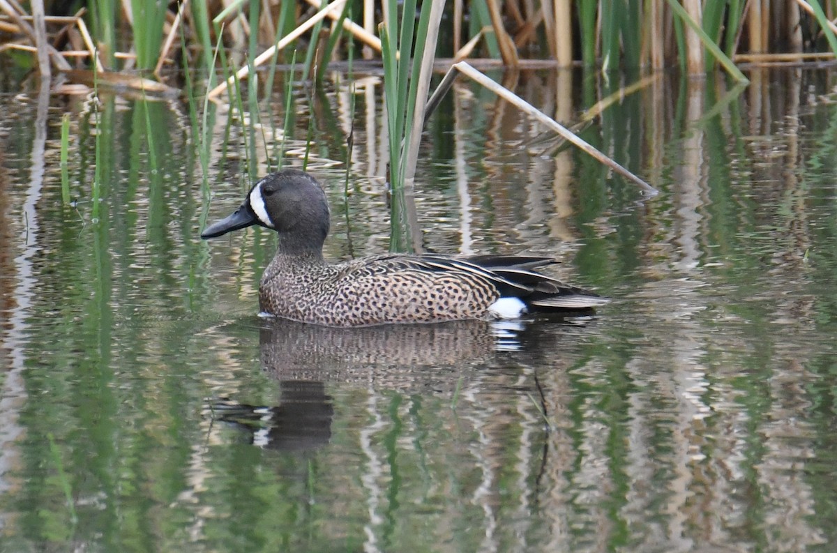 Blue-winged Teal - ML618143113