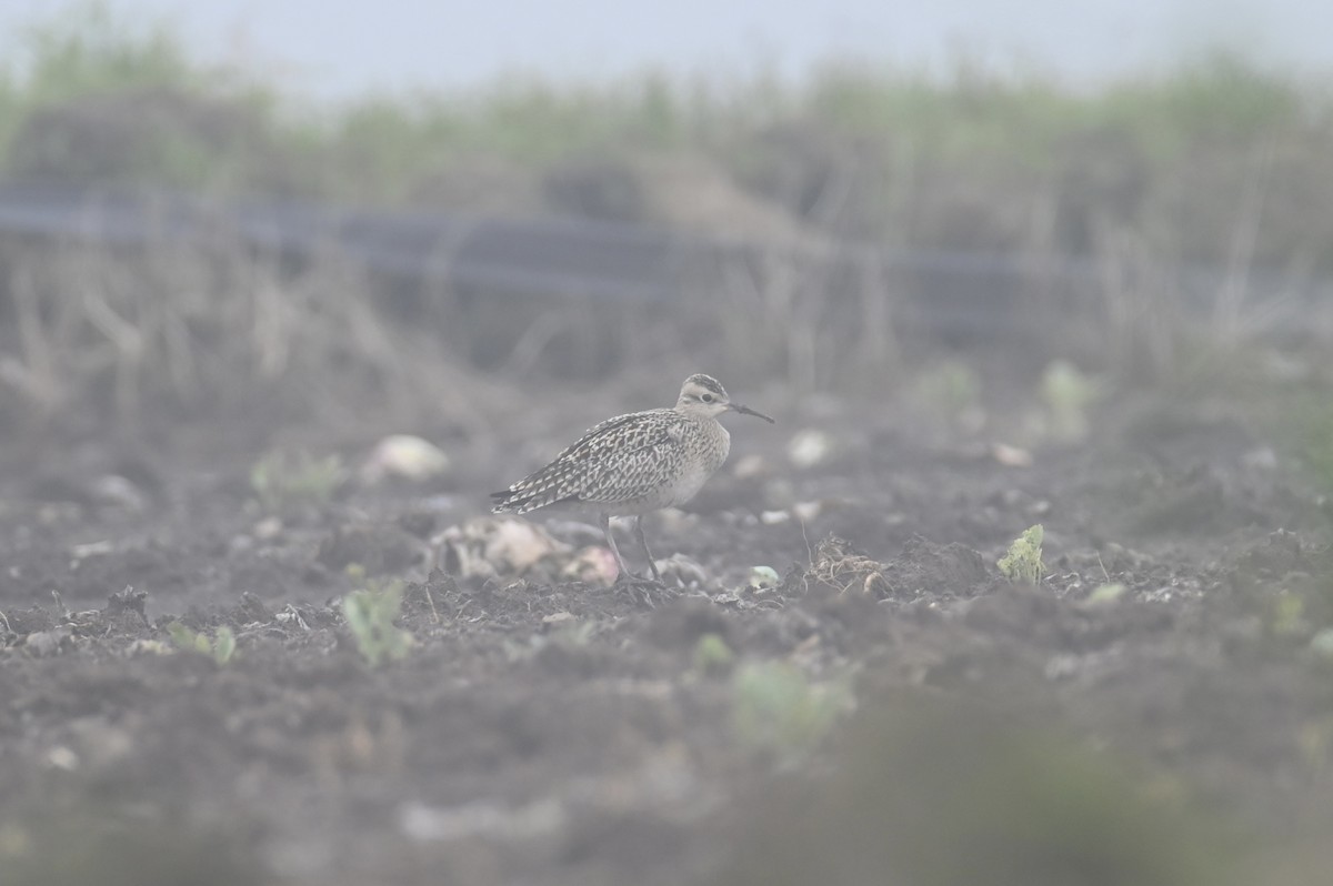 Little Curlew - ML618143147