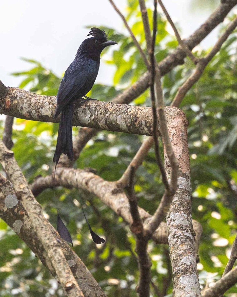 Greater Racket-tailed Drongo - ML618143162