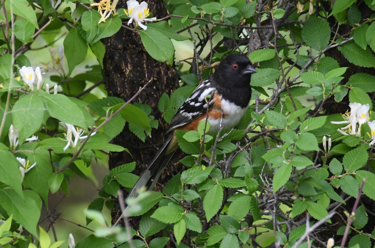 Spotted Towhee - Colin Dillingham
