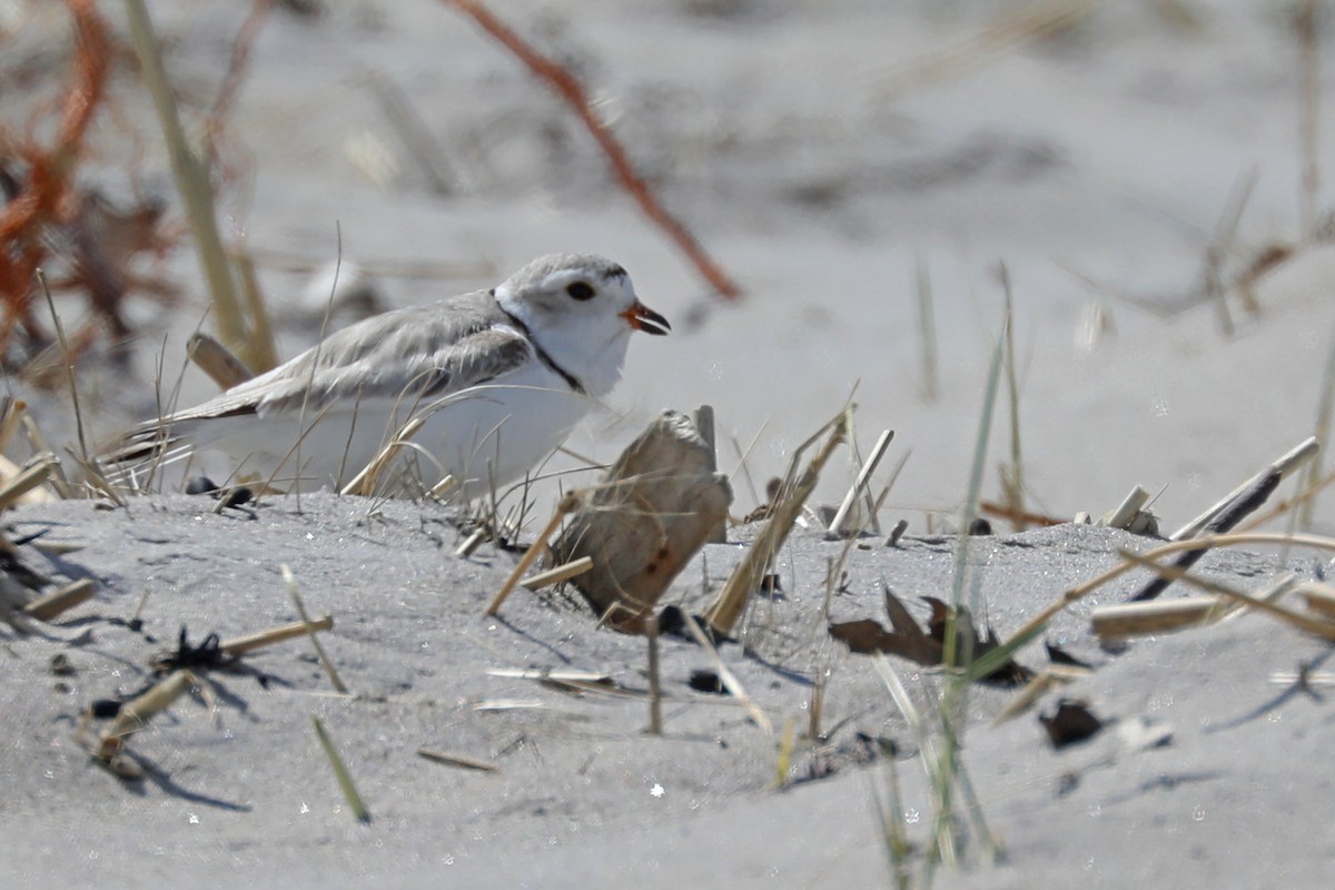 Piping Plover - ML618143198