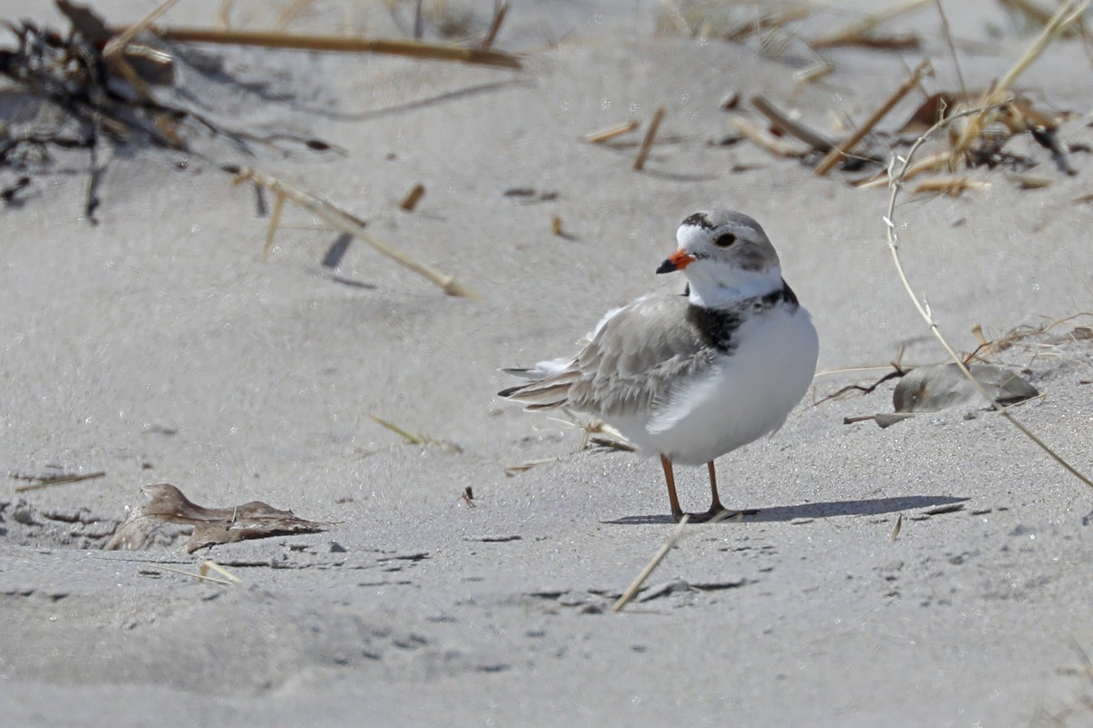 Piping Plover - ML618143203