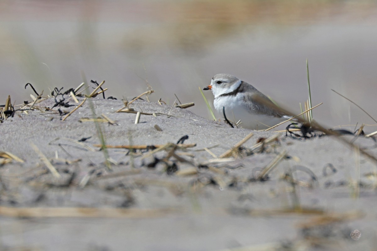 Piping Plover - ML618143204