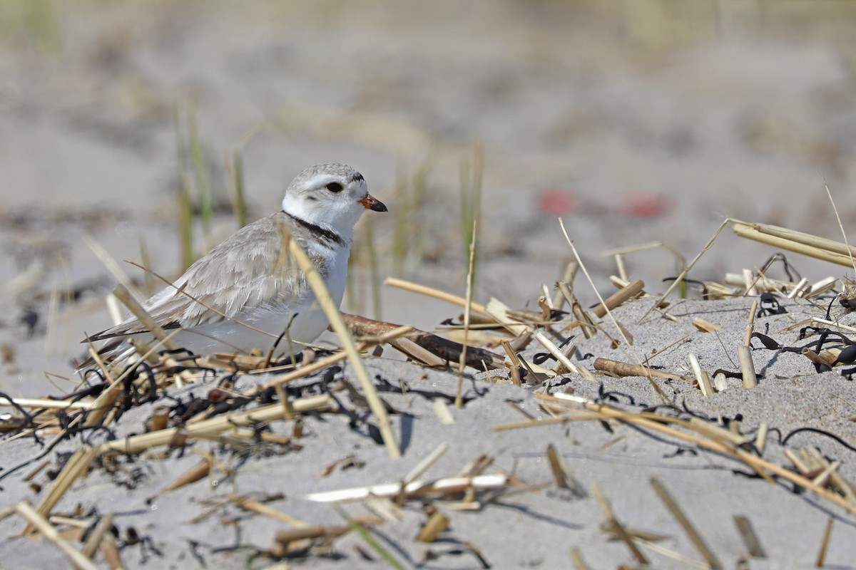 Piping Plover - ML618143205