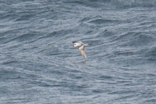 Fork-tailed Storm-Petrel - ML618143216