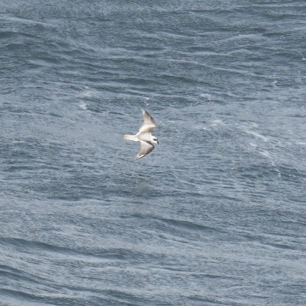 Fork-tailed Storm-Petrel - ML618143217