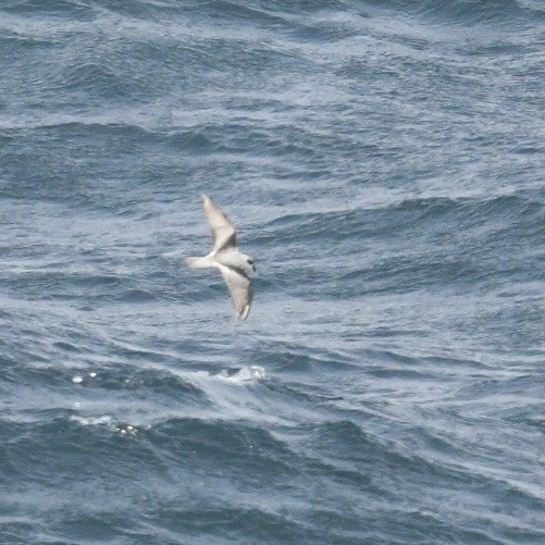 Fork-tailed Storm-Petrel - ML618143218