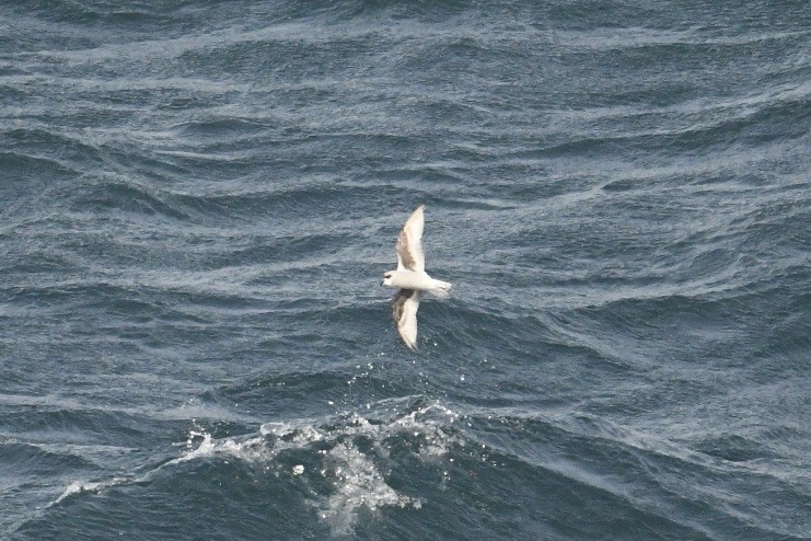 Fork-tailed Storm-Petrel - ML618143221