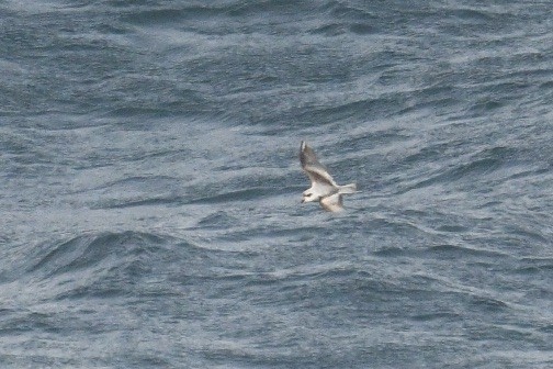 Fork-tailed Storm-Petrel - ML618143222