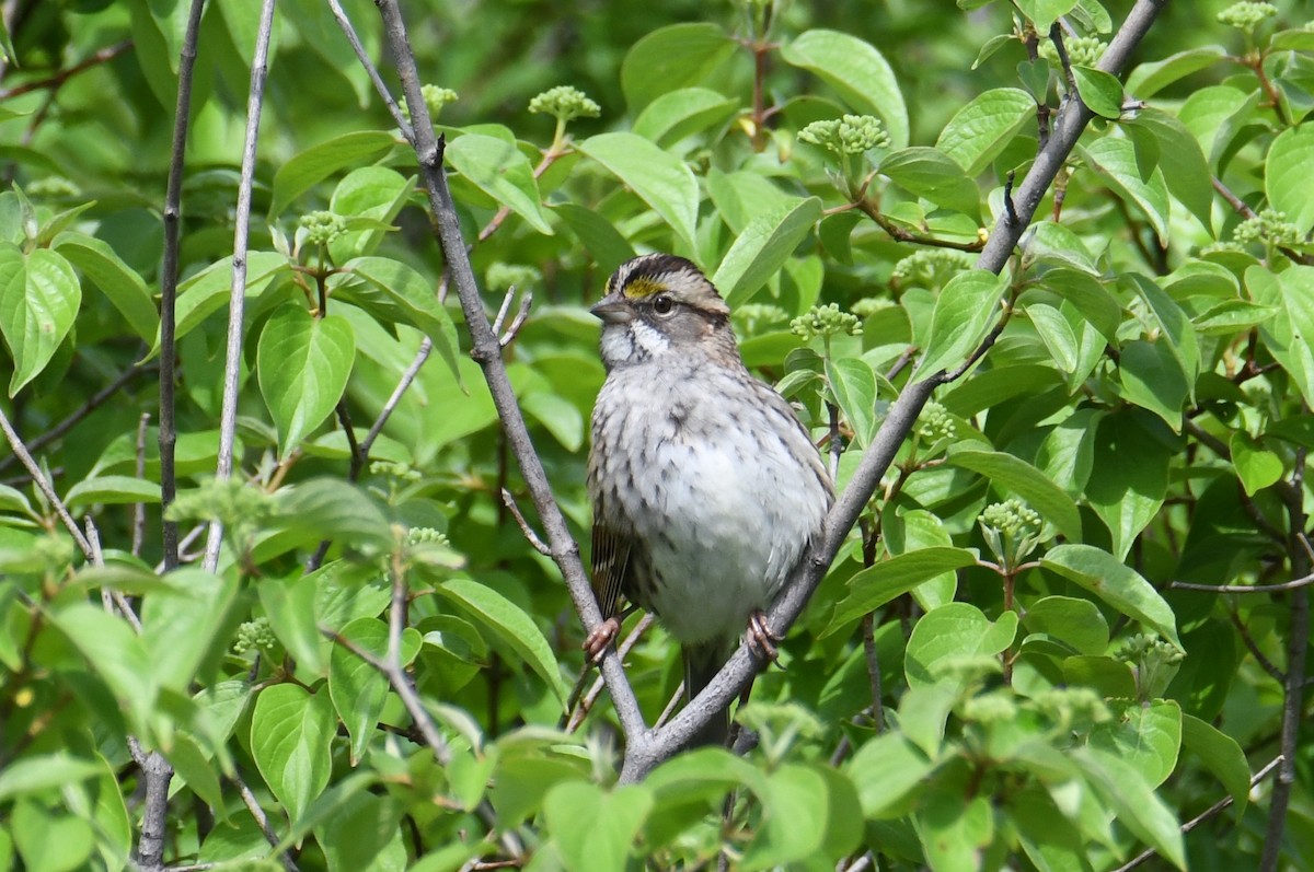 White-throated Sparrow - Colin Dillingham