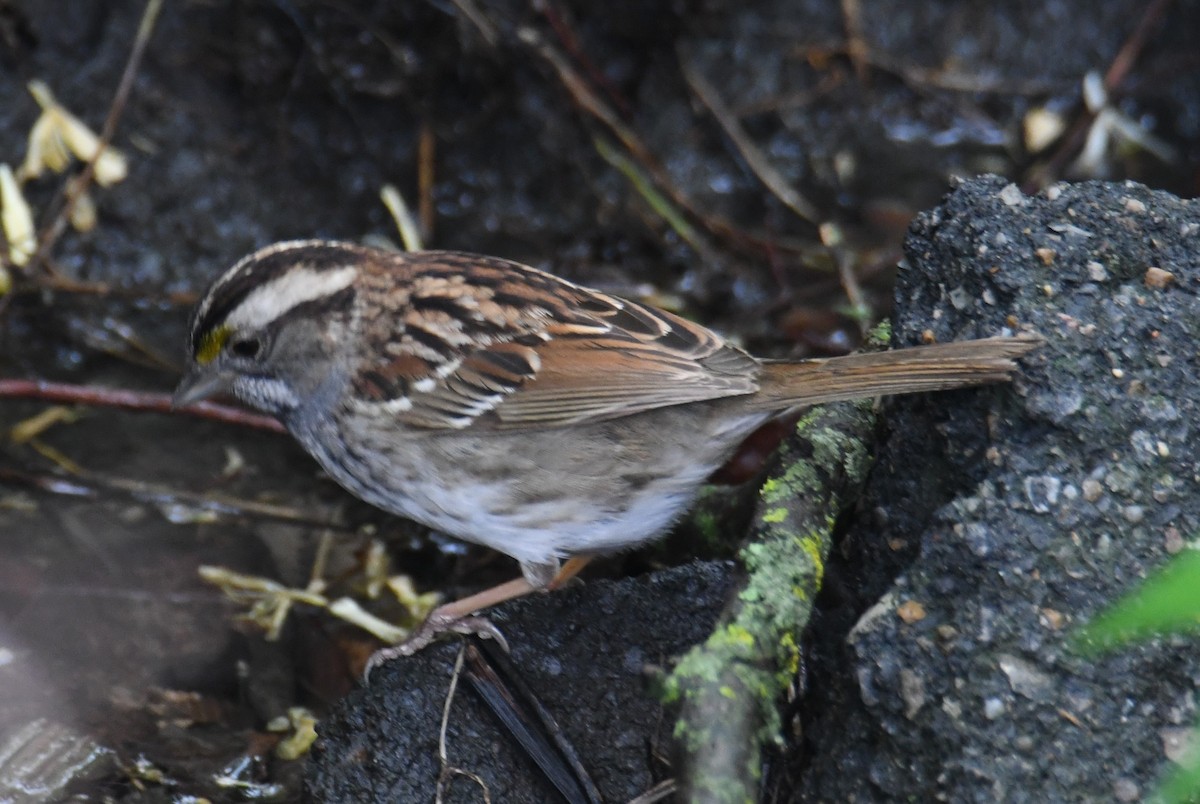 White-throated Sparrow - ML618143224
