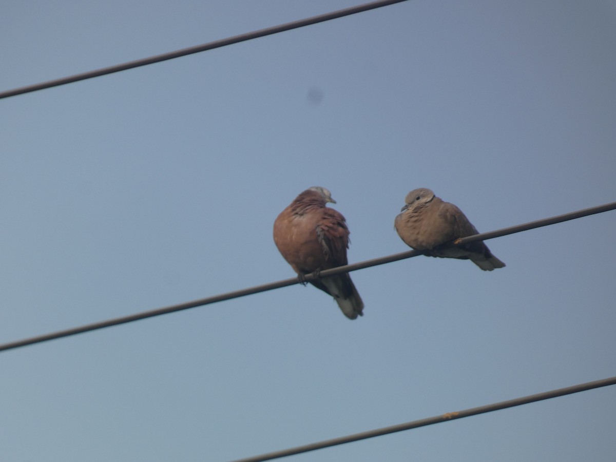 Red Collared-Dove - ML618143237