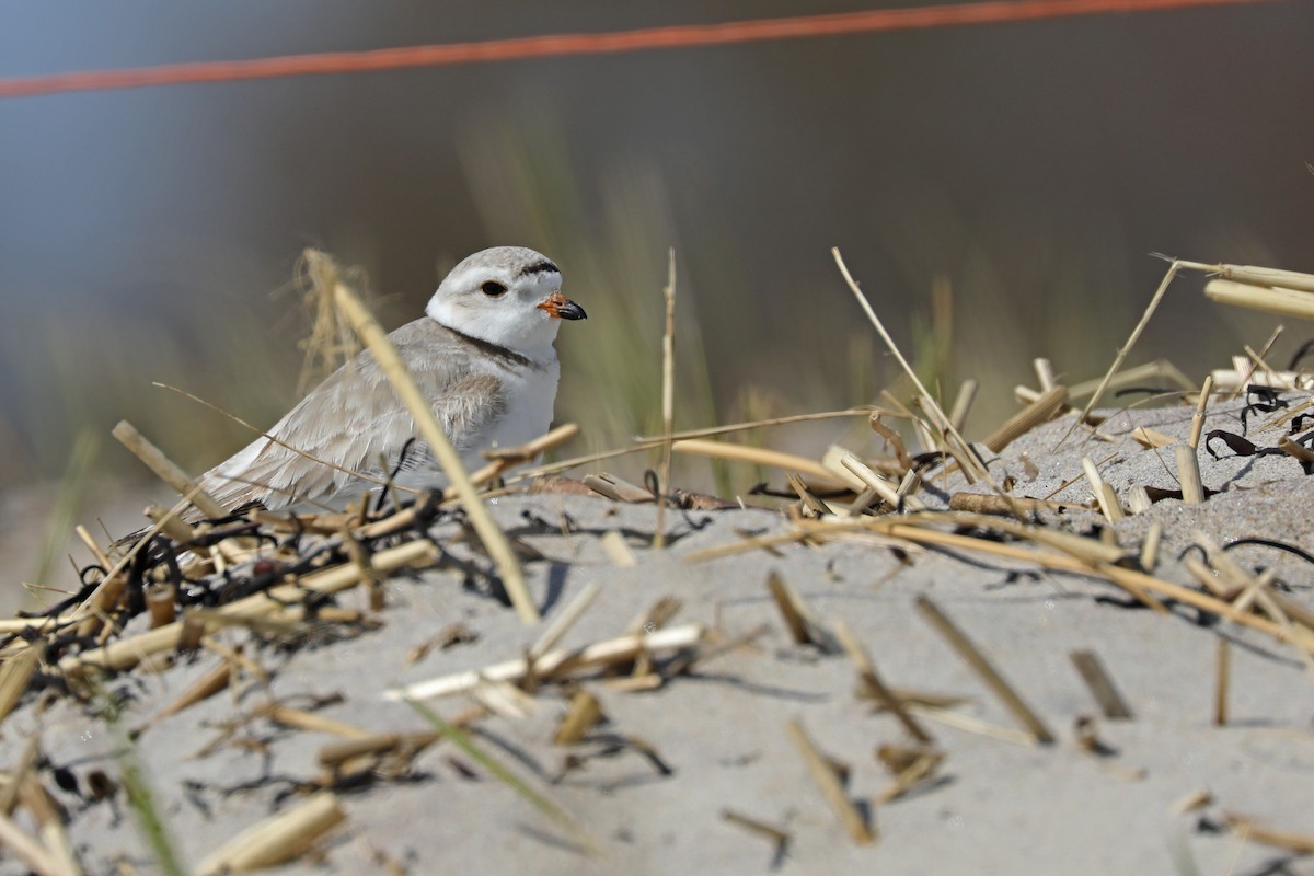 Piping Plover - ML618143250
