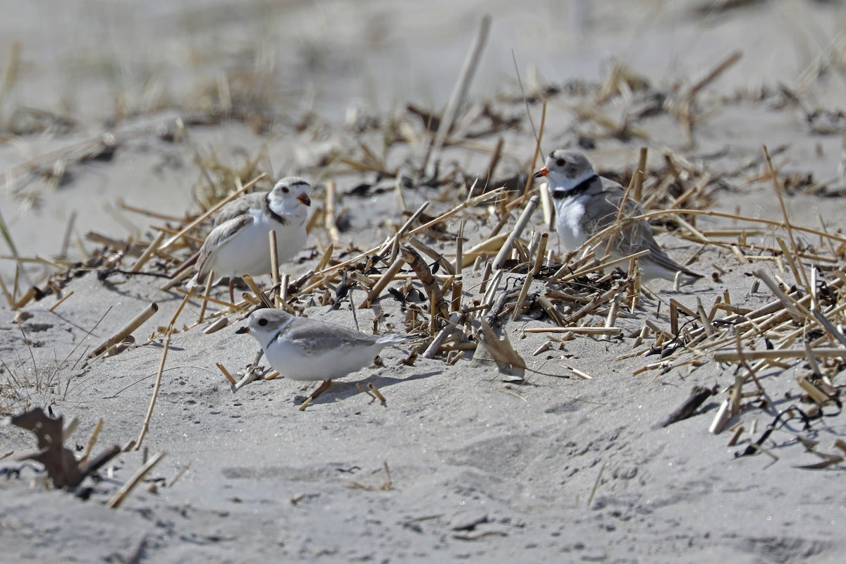 Piping Plover - ML618143251