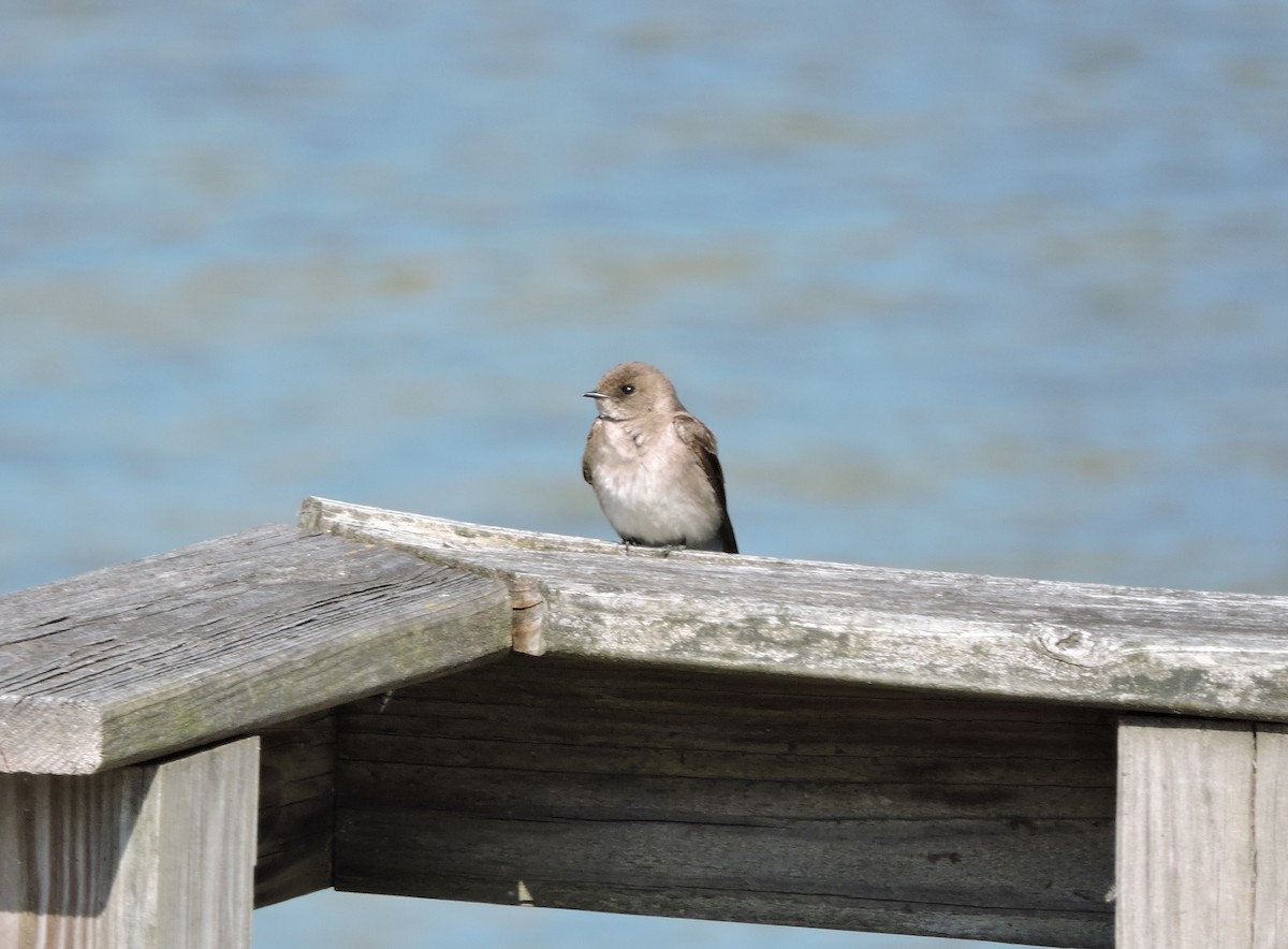 Northern Rough-winged Swallow - ML618143319
