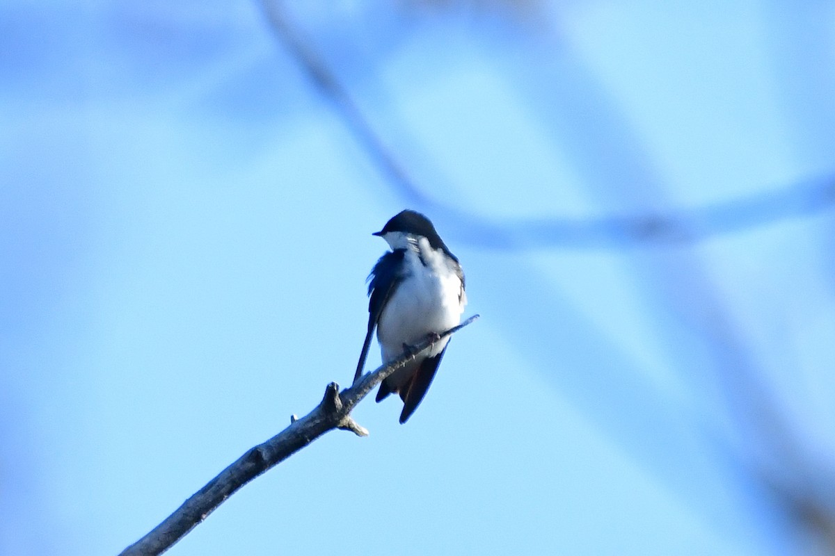 Tree Swallow - Cristine Van Dyke