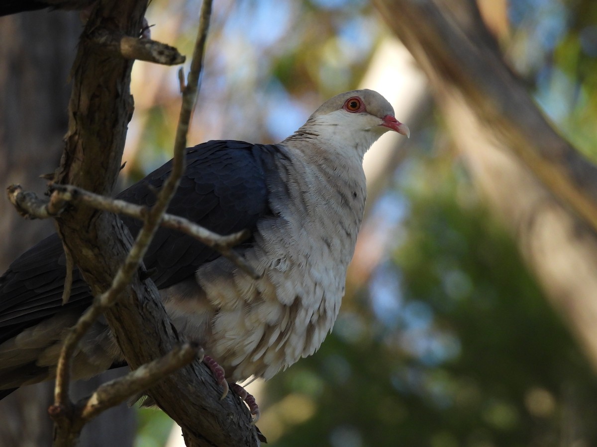 White-headed Pigeon - ML618143365