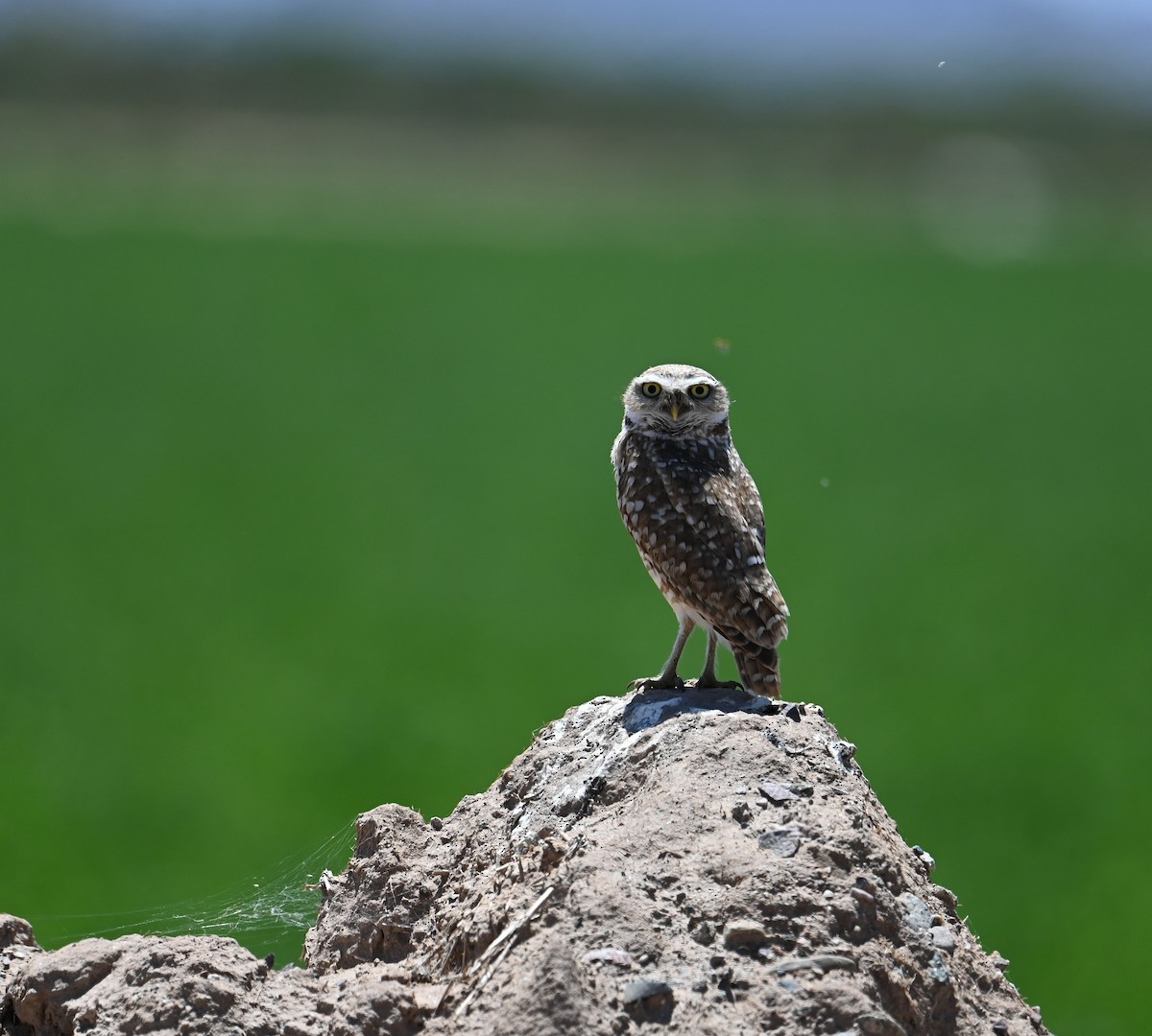 Burrowing Owl (Western) - ML618143393