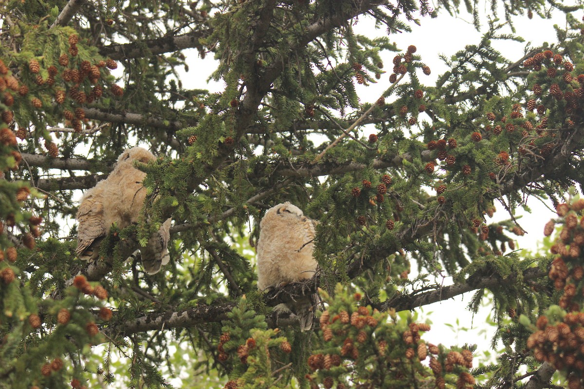 Great Horned Owl - ML618143438