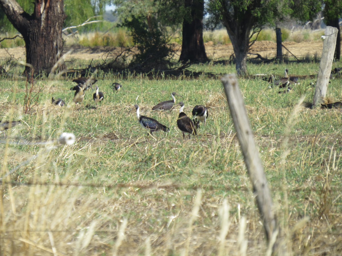 ibis slámokrký - ML618143486