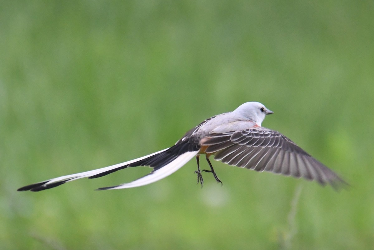 Scissor-tailed Flycatcher - Colin Dillingham