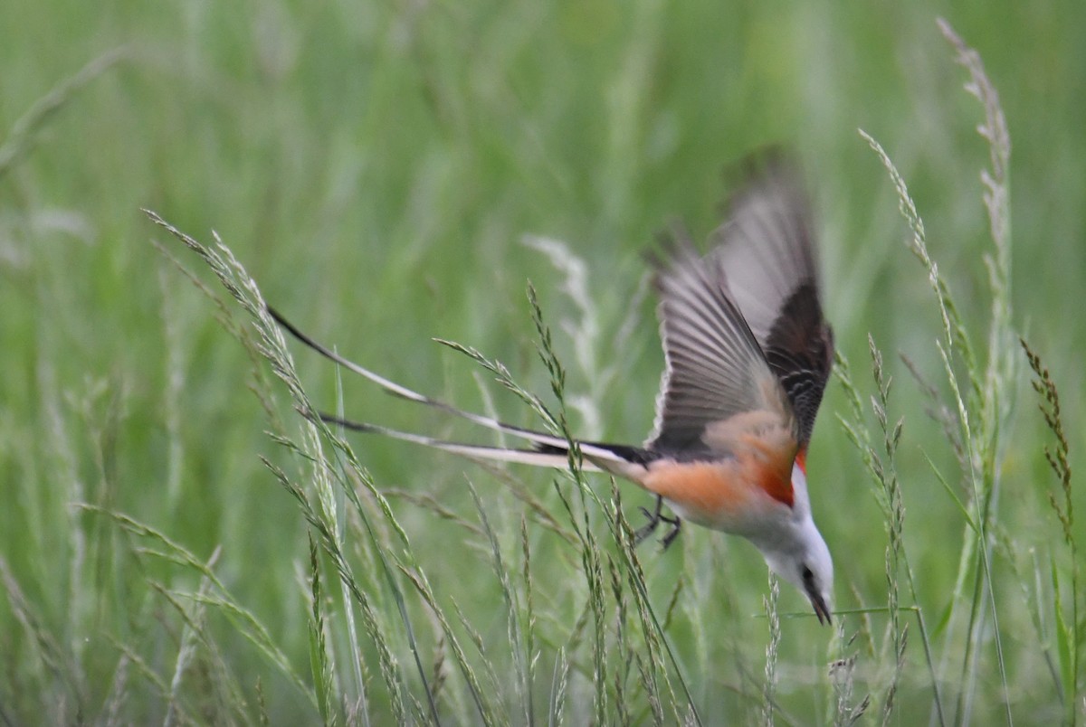 Scissor-tailed Flycatcher - Colin Dillingham