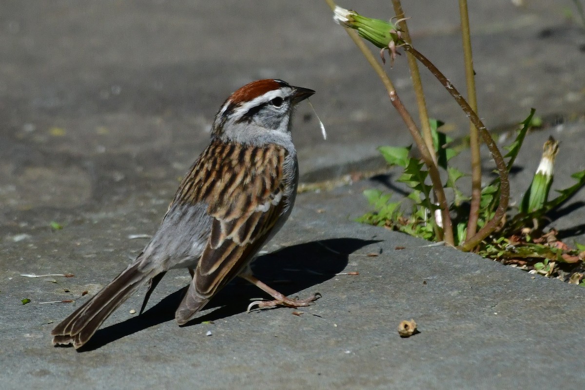 Chipping Sparrow - Cristine Van Dyke