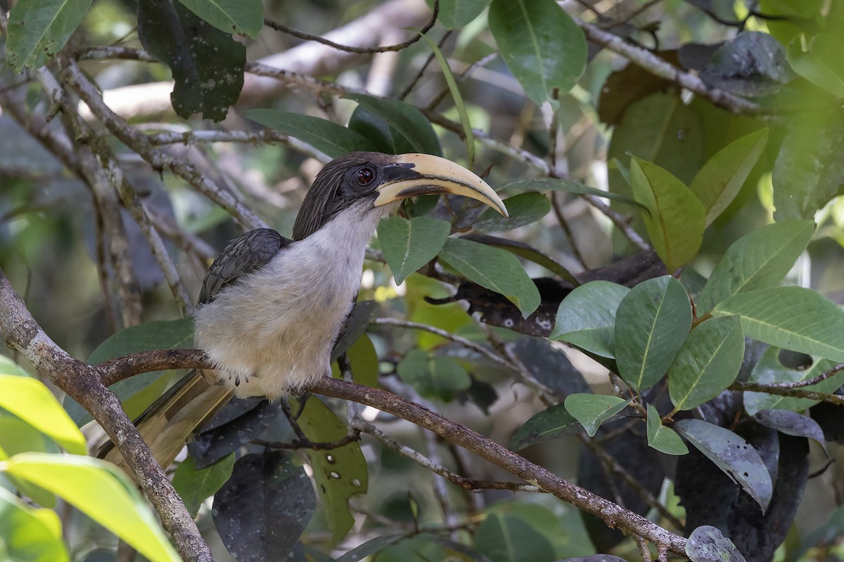 Sri Lanka Gray Hornbill - Niall D Perrins