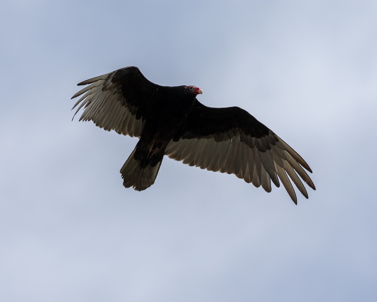 Turkey Vulture - ML618143540