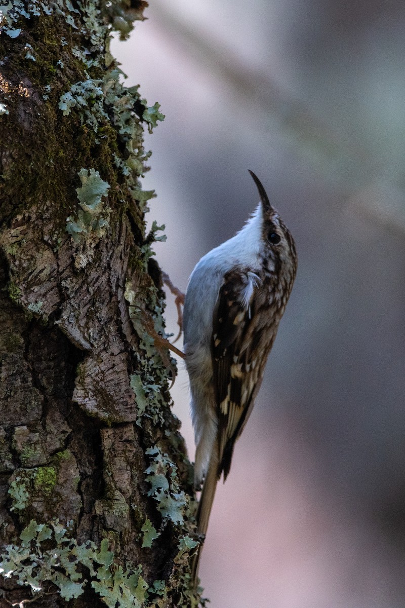 Brown Creeper - Silas Powell