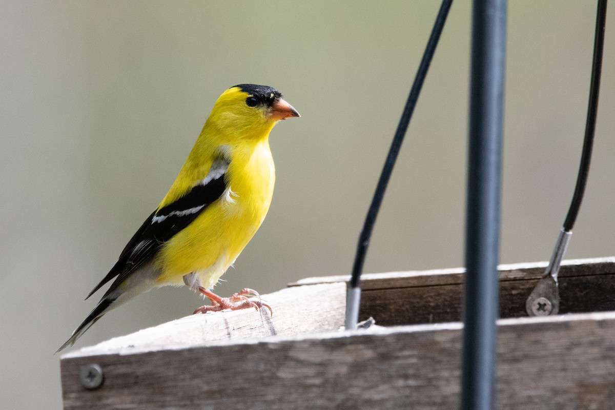 American Goldfinch - Silas Powell