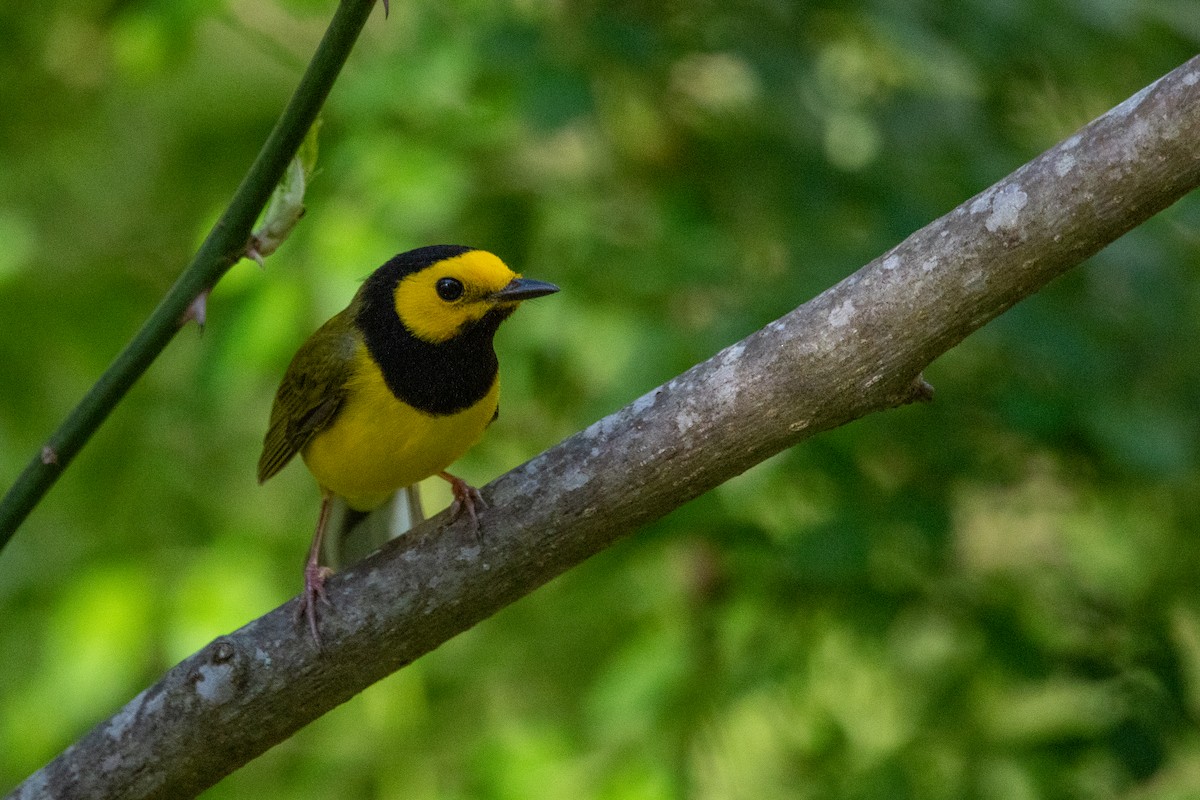 Hooded Warbler - Silas Powell