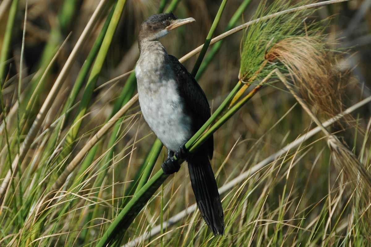 Long-tailed Cormorant - Warren Schultze