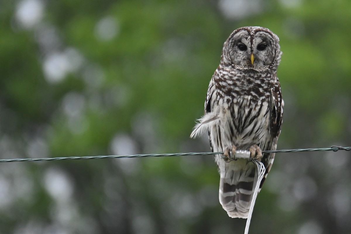 Barred Owl - Colin Dillingham