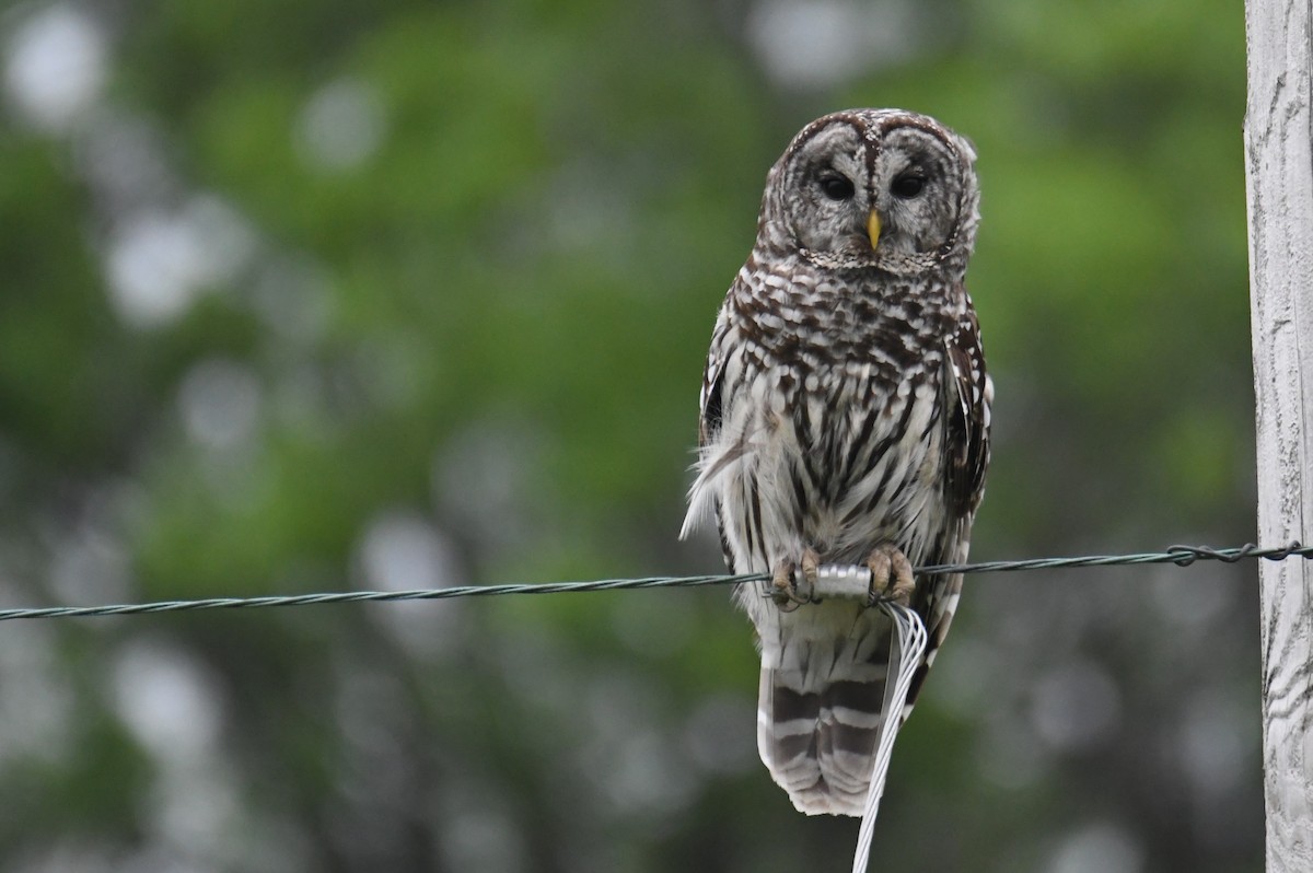 Barred Owl - Colin Dillingham