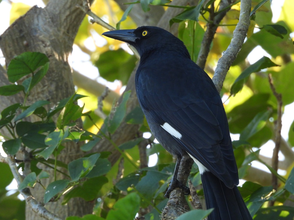 Pied Currawong - Chanith Wijeratne