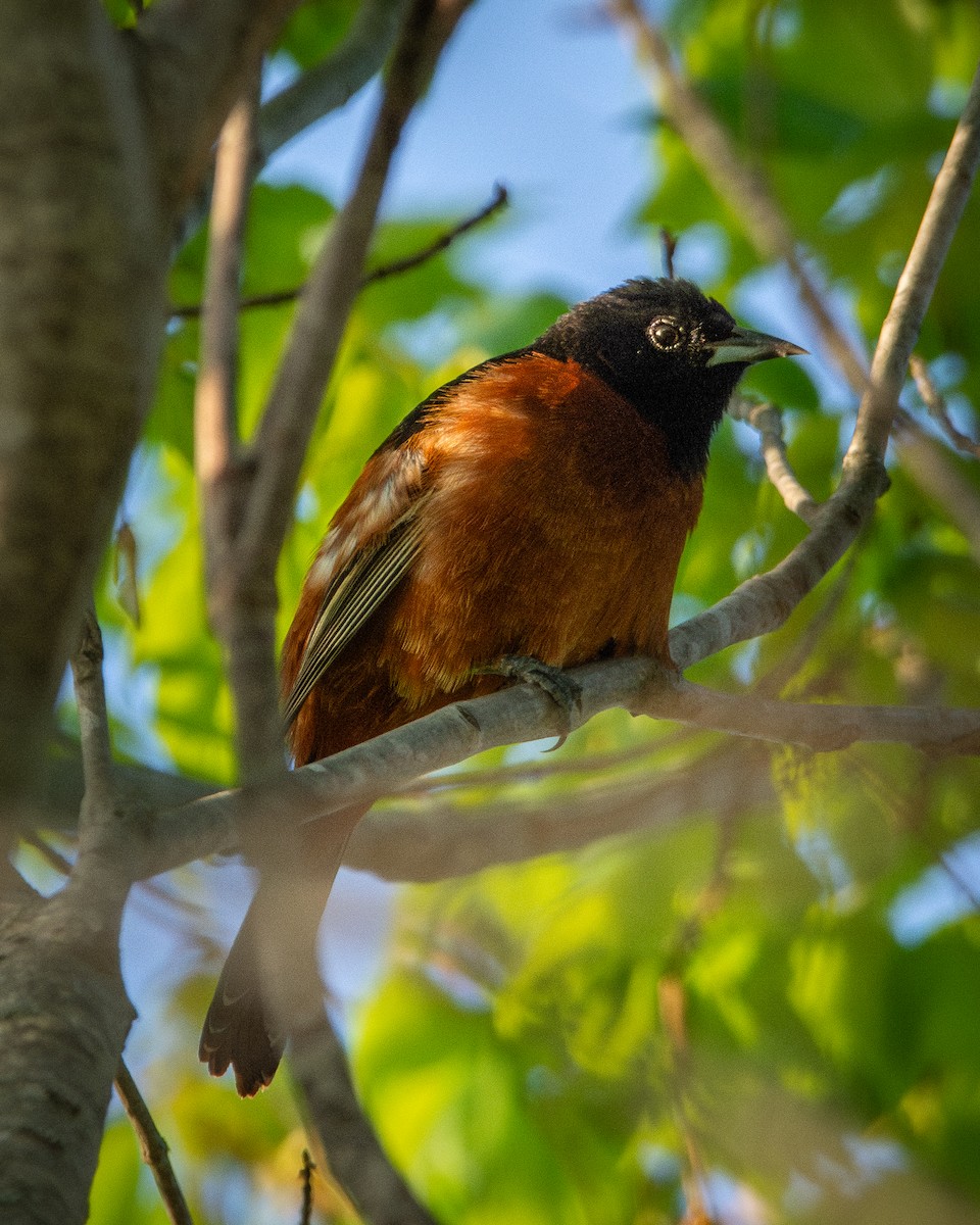 Orchard Oriole - ML618143602