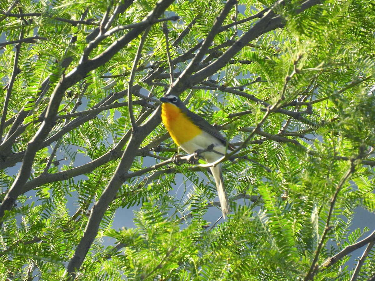 Yellow-breasted Chat - ML618143603
