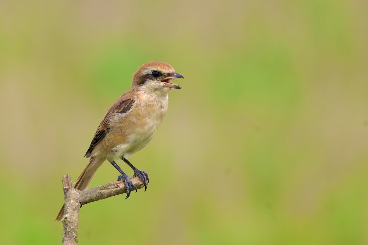 Brown Shrike - Sourav Mandal