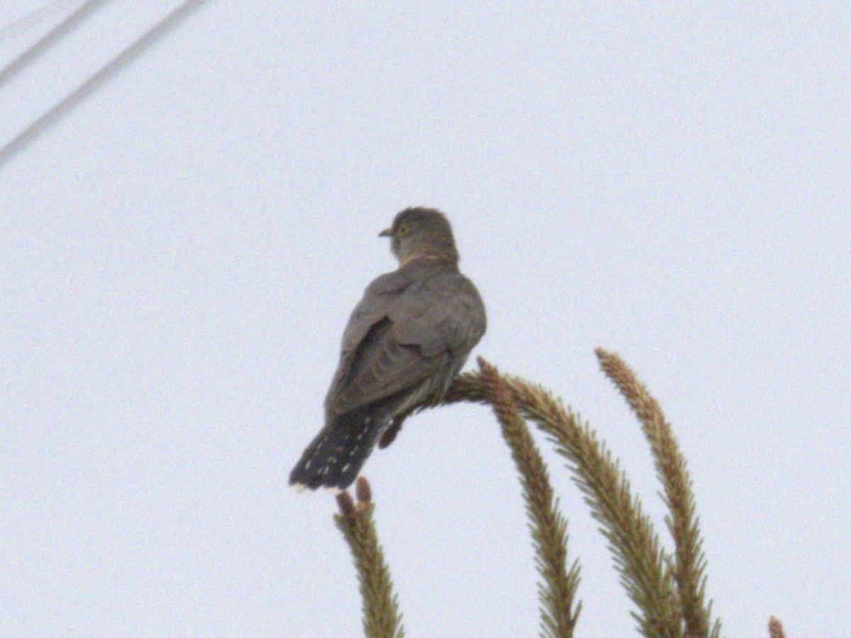 Common Cuckoo - ML618143628