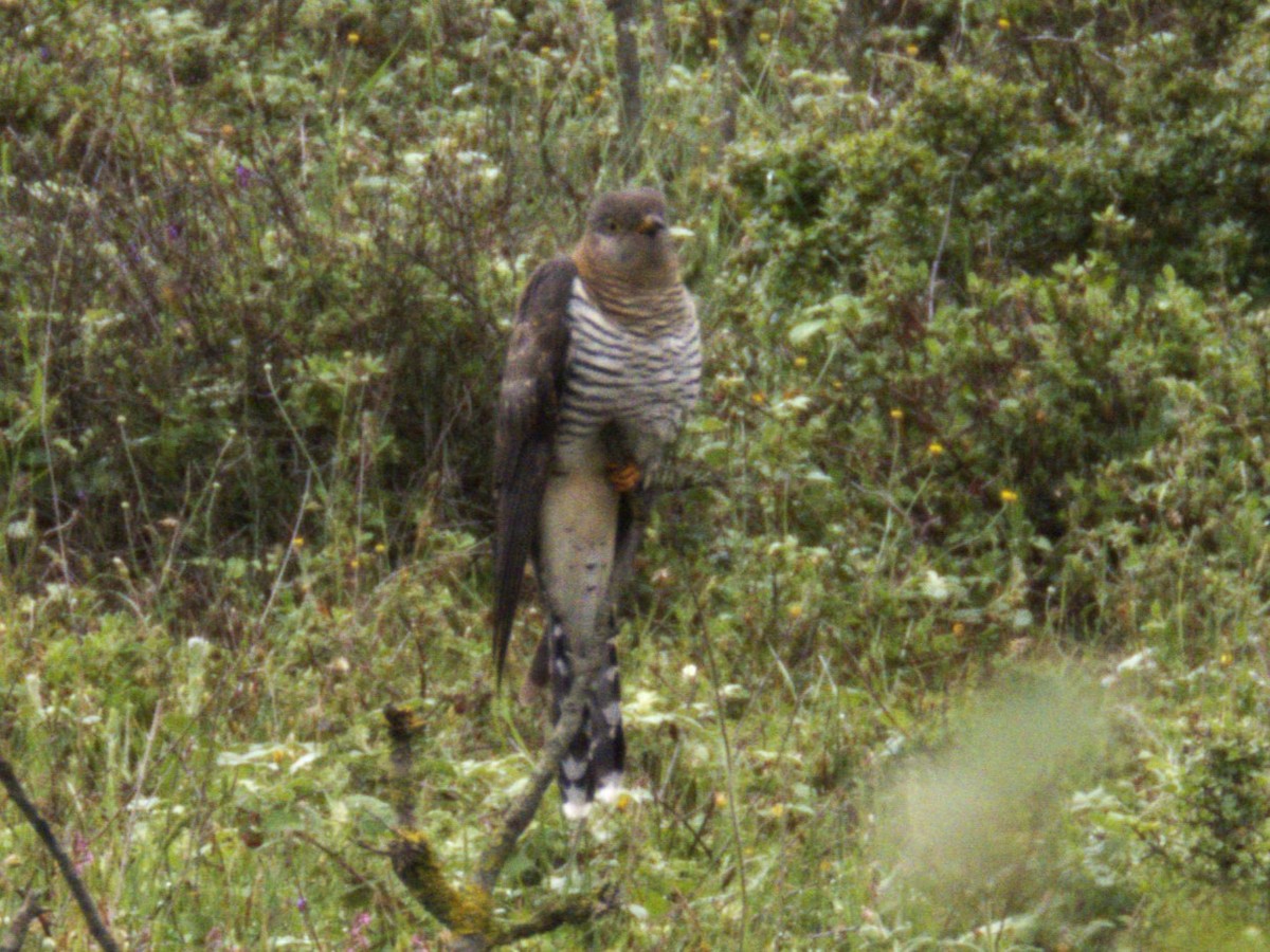 Common Cuckoo - Gokhan Goren