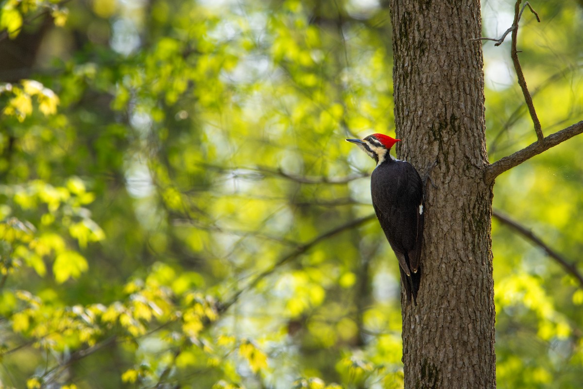 Pileated Woodpecker - Sarah Throckmorton