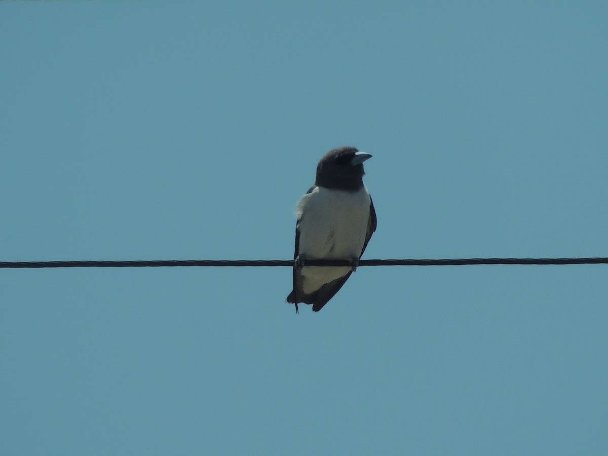 White-breasted Woodswallow - ML618143689