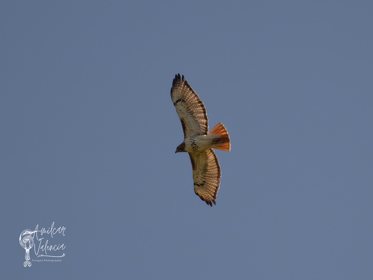 Red-tailed Hawk - Amilcar Valencia