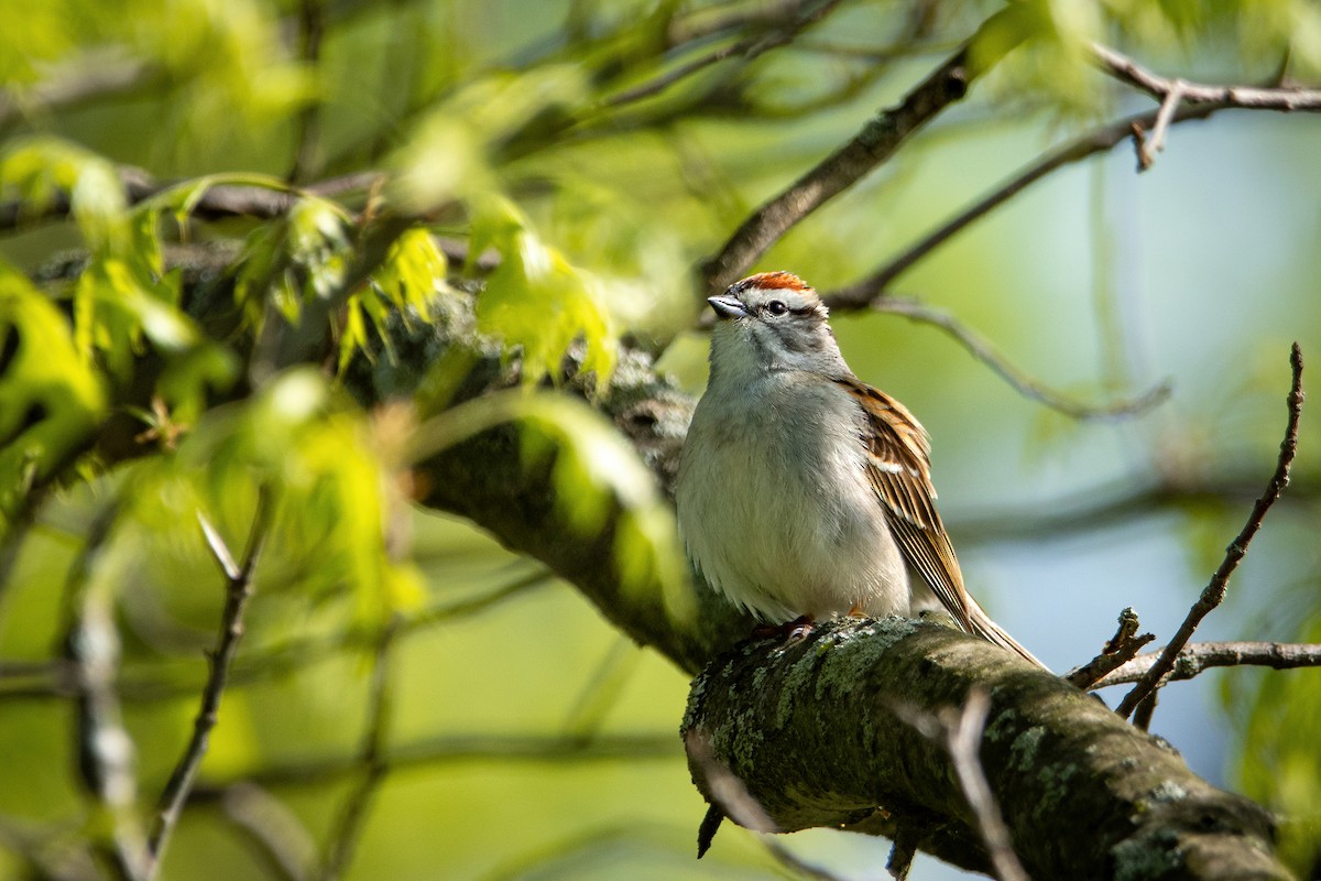 Chipping Sparrow - Sarah Throckmorton