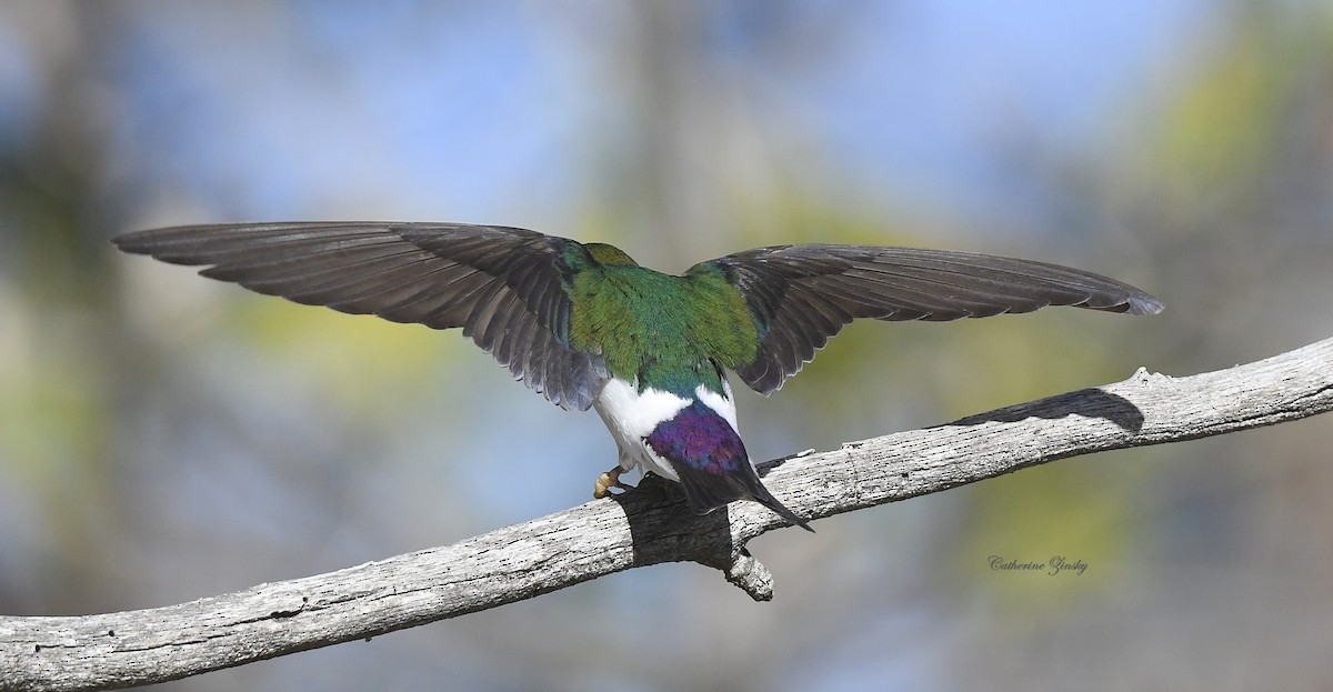 Violet-green Swallow - Catherine Zinsky