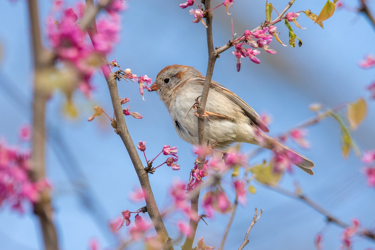 Field Sparrow - Sarah Throckmorton