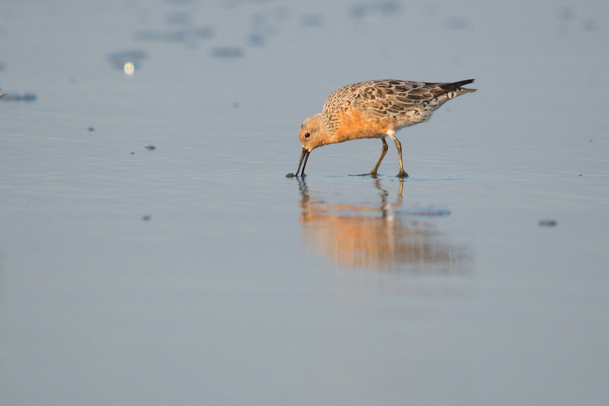 Red Knot - ML618143784