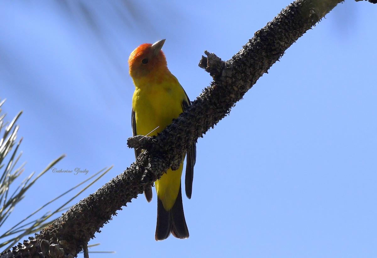 Western Tanager - ML618143787