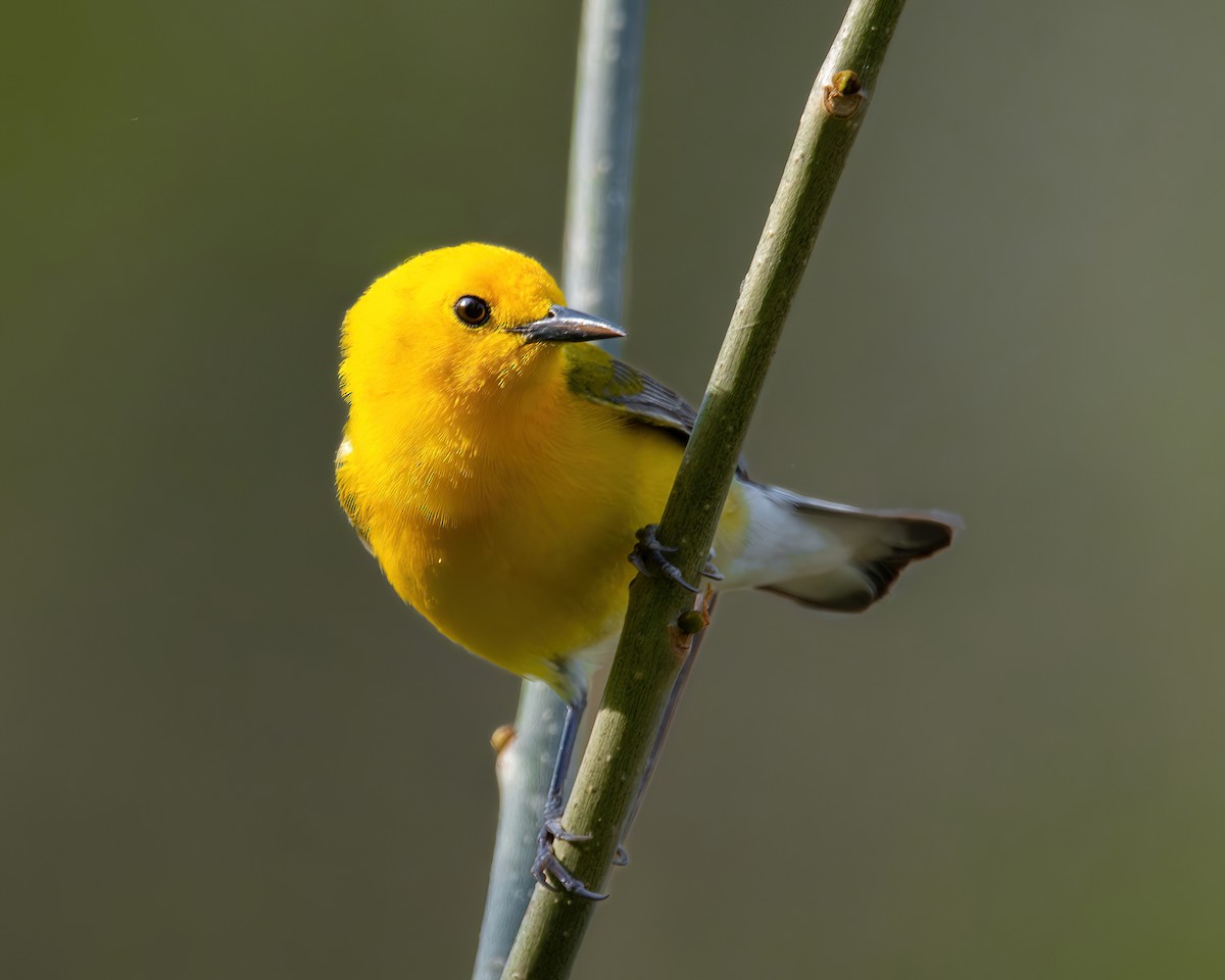 Prothonotary Warbler - Sarah Throckmorton